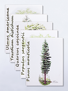 State Tree Notecards (set of 12)